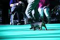 Crufts_dachshunds 163